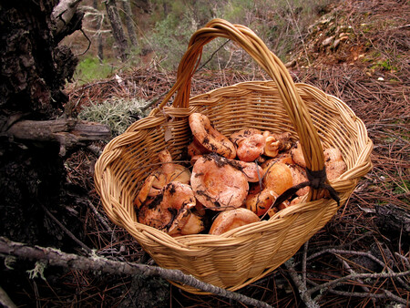 Todo sobre los níscalos o robellones: cómo seleccionar esta seta de otoño, cómo cocinarla y seis recetas para que brillen Todo sobre los níscalos o robellones: cómo seleccionar esta seta de otoño, cómo cocinarla y seis recetas para que brillen