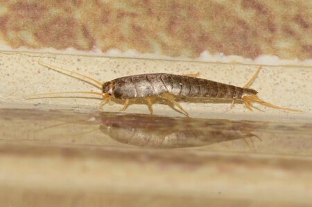 ¿Tienes en casa pececillos de plata o bichos de la humedad? Aquí tienes las mejores soluciones para acabar con ellos ¿Tienes en casa pececillos de plata o bichos de la humedad? Aquí tienes las mejores soluciones para acabar con ellos